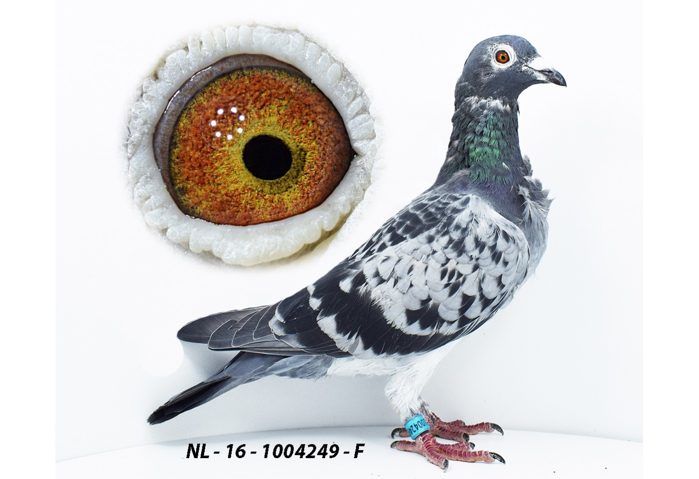 NL-16-1004249 - Arie Dijkstra