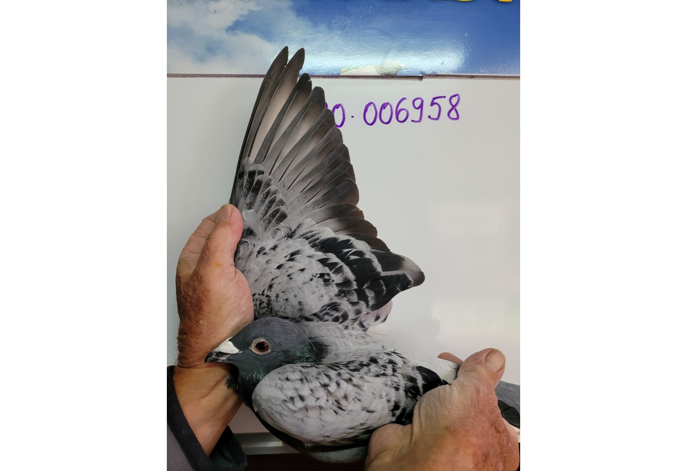 83th place - 006958-RO-21 - Hladiuc + Ozarchievici