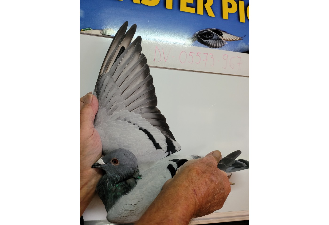 91th place - DV-05573-21-967 - PBC Pigeons