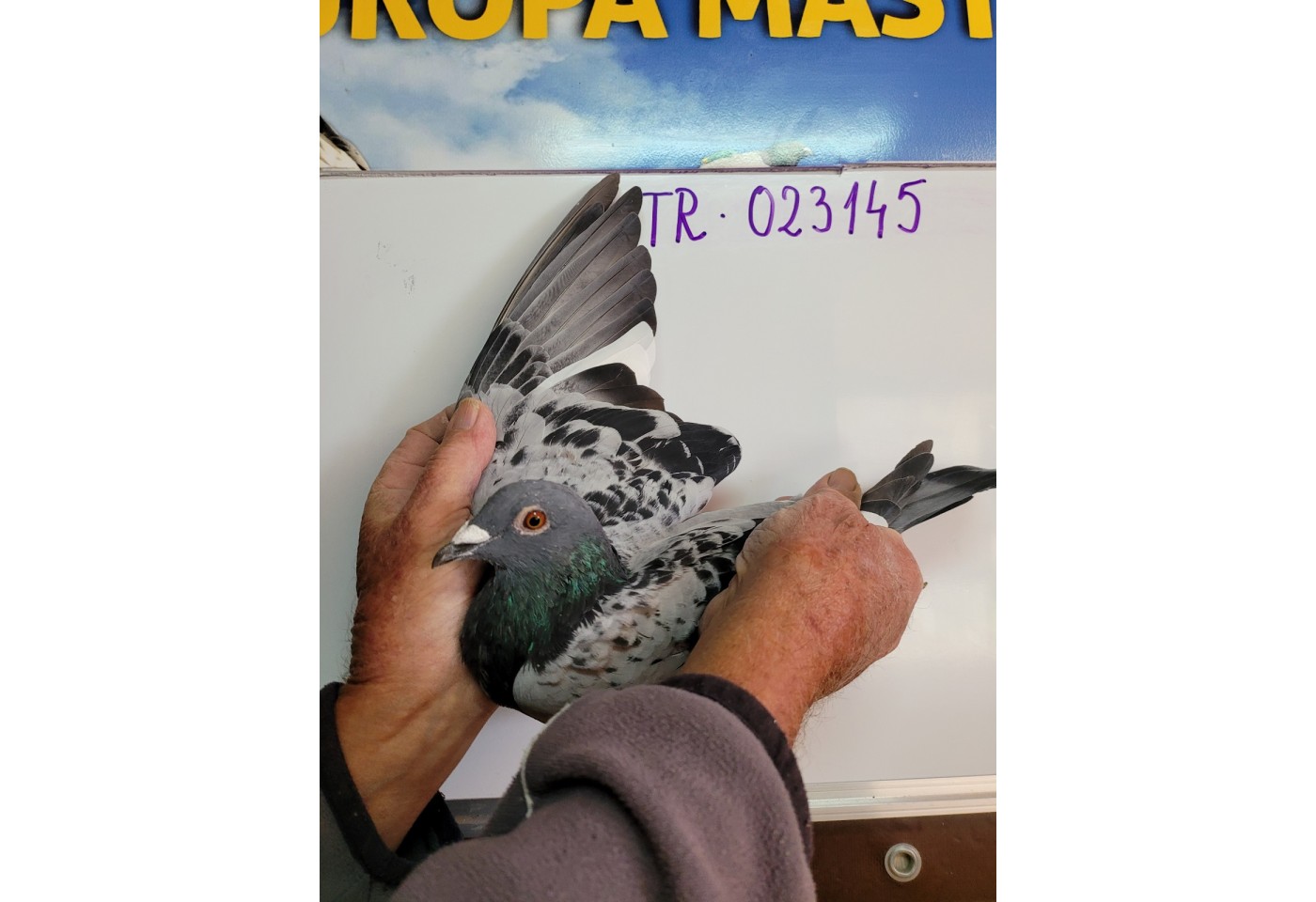104th place - 023145-TR-21 - Karakurt Pigeons FCI Team A