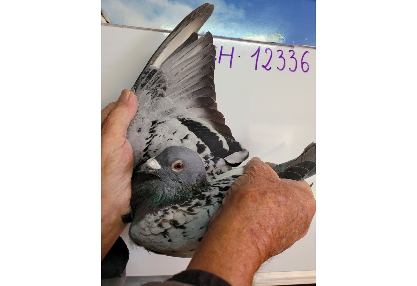 147th place - 12336-CH-21 - ZG Helios A 