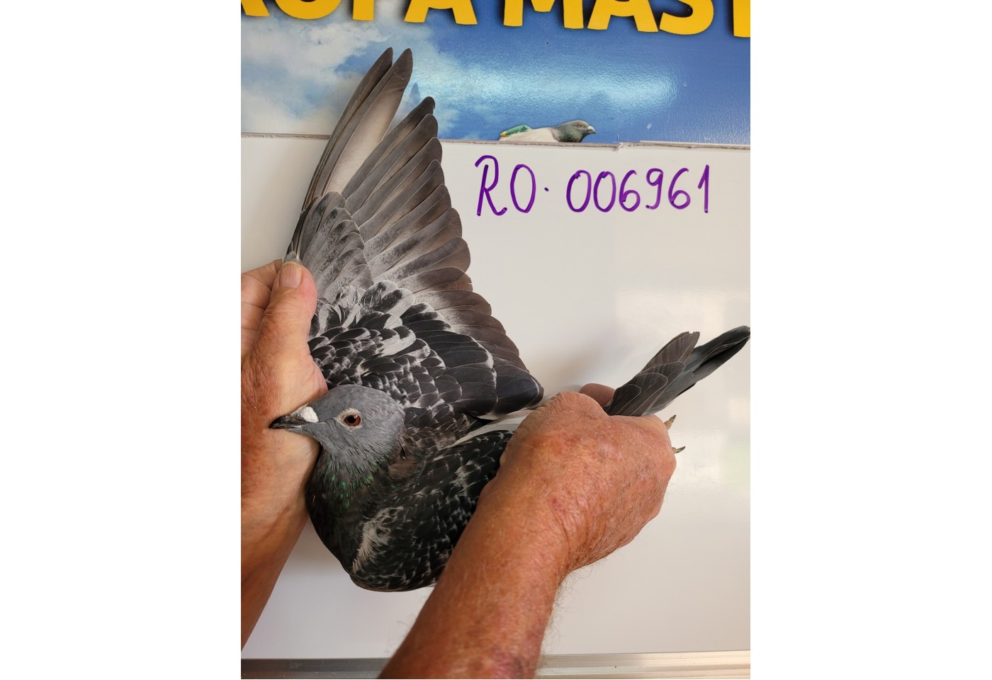 150th place - 006961-RO-21 - Hladiuc + Ozarchievici