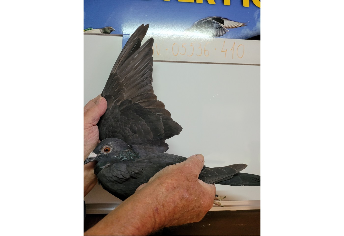 172th place - DV-05536-21-410 - Altmiks-Soudy-Pigeons Team A