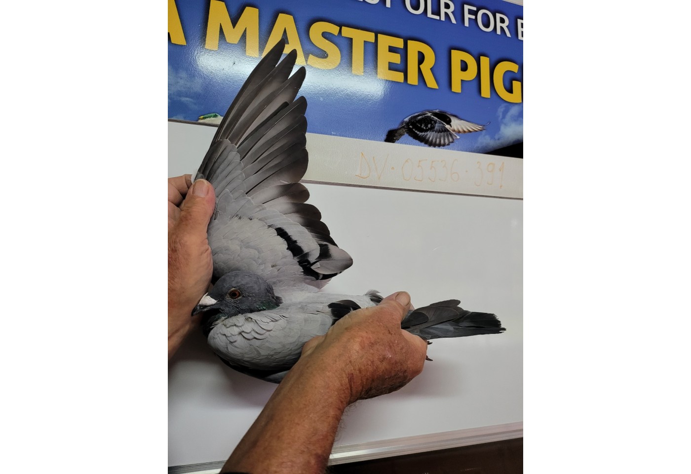 176th place - DV-05536-21-391 - Altmiks-Soudy-Pigeons Team A