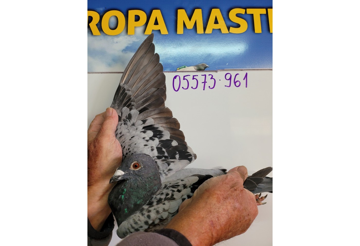 181h place - DV-05573-21-961 - PBC Pigeons