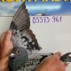 181th place - DV-05573-21-961 - PBC Pigeons