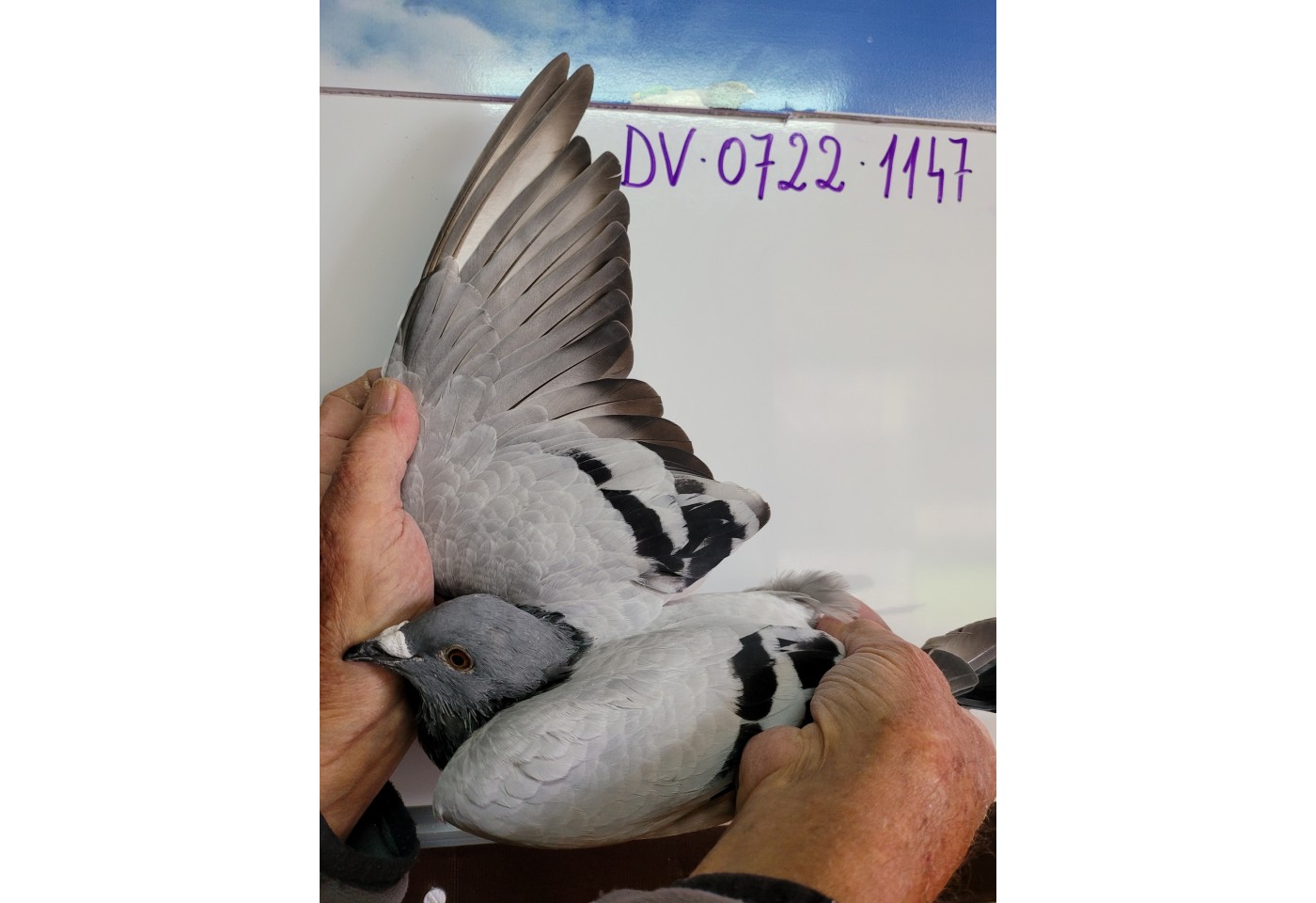 322th place - DV-0722-21-1147 - Ries Gunter