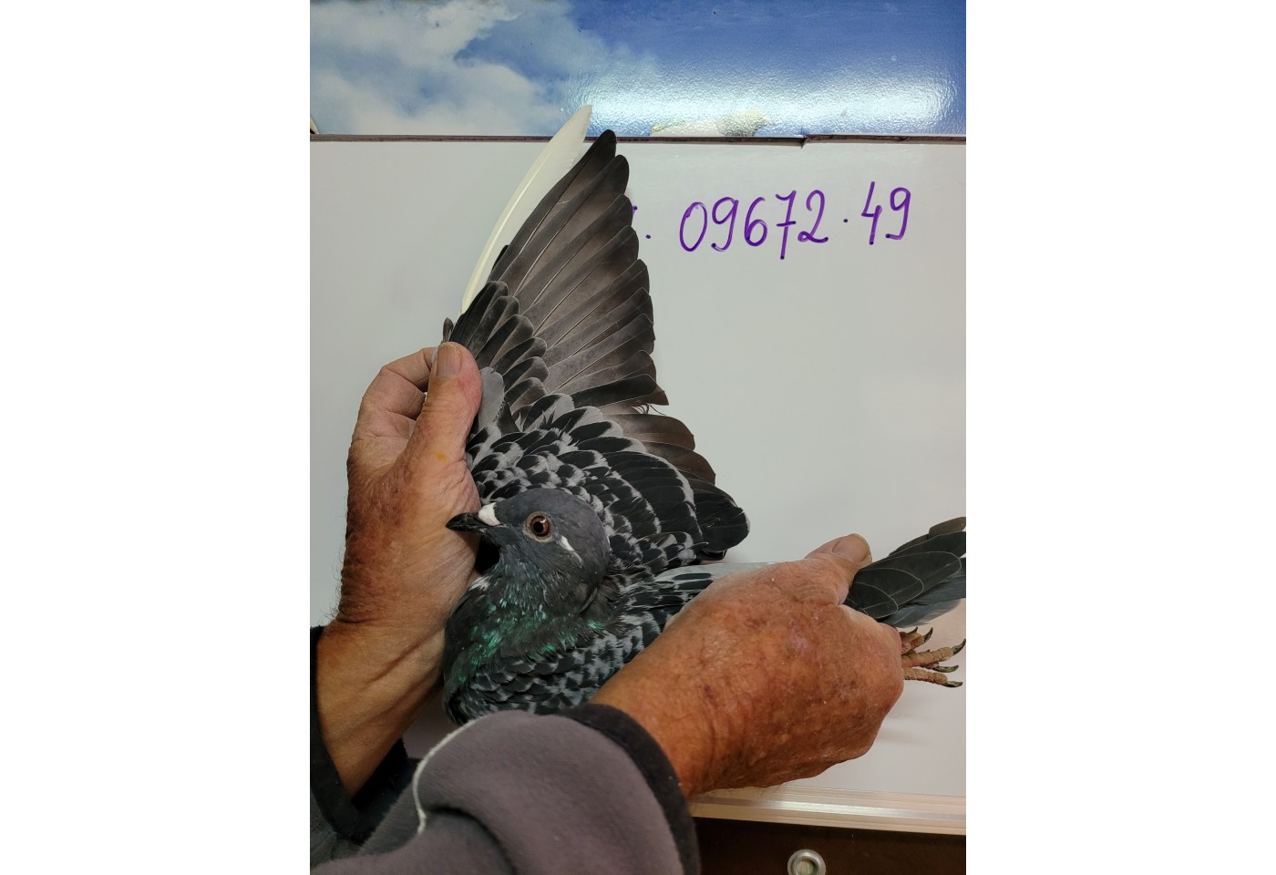 377th place - DV-09672-21-49 - Volker Dobrowsky