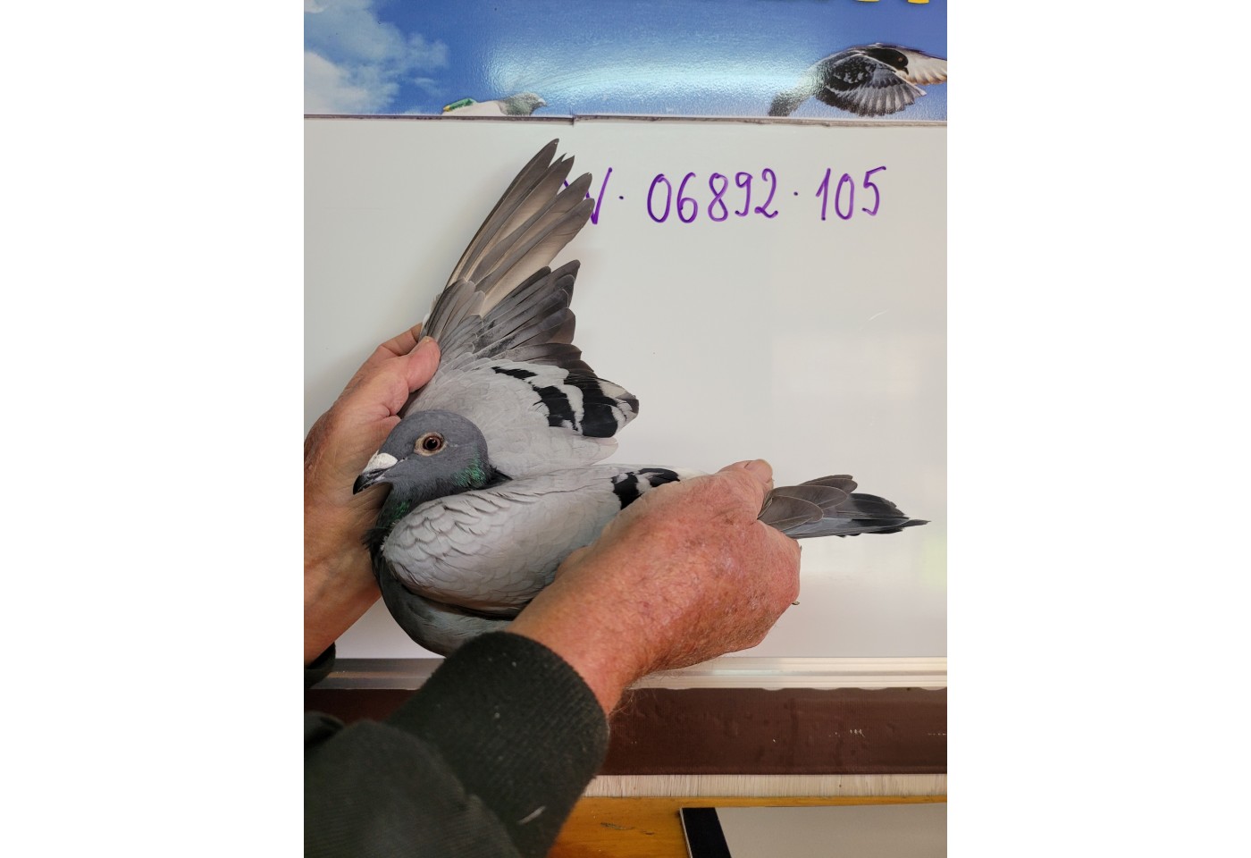387th place - DV-06892-21-105 - Haas-Moese-Menges