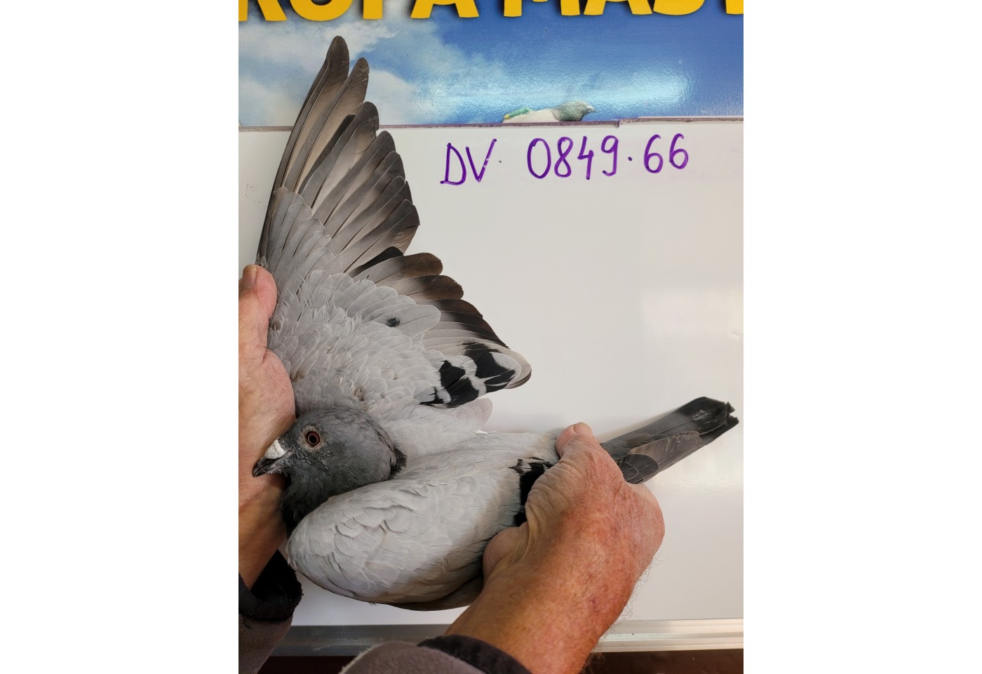 (♂️) 409th place - DV-0849-21-66 - Karl Heinz Koch