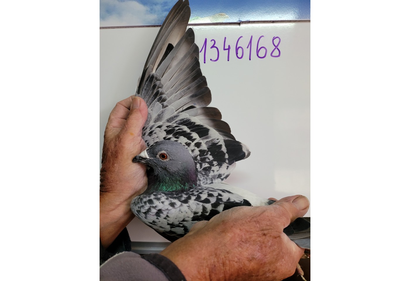 239th place - 1346168-NL-21 - Team Flying Dreams FCI 6