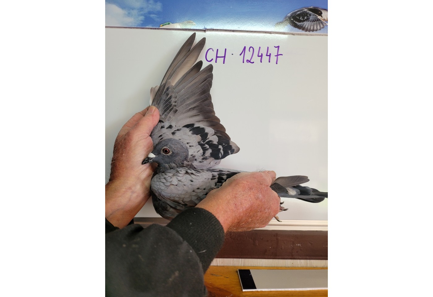 243th place - 12447-CH-21 - ATX-Switzerland B