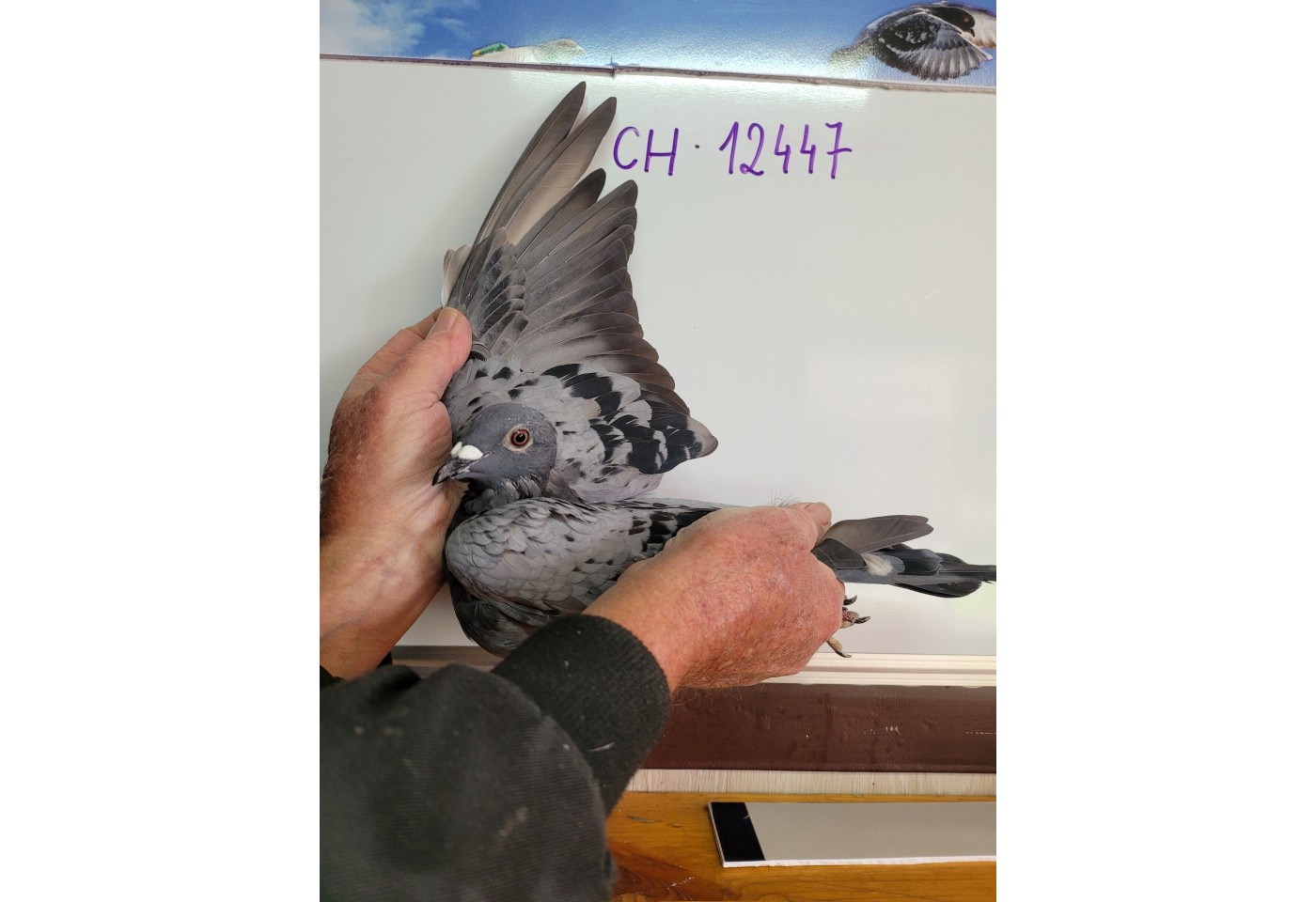 243th place - 12447-CH-21 - ATX-Switzerland B