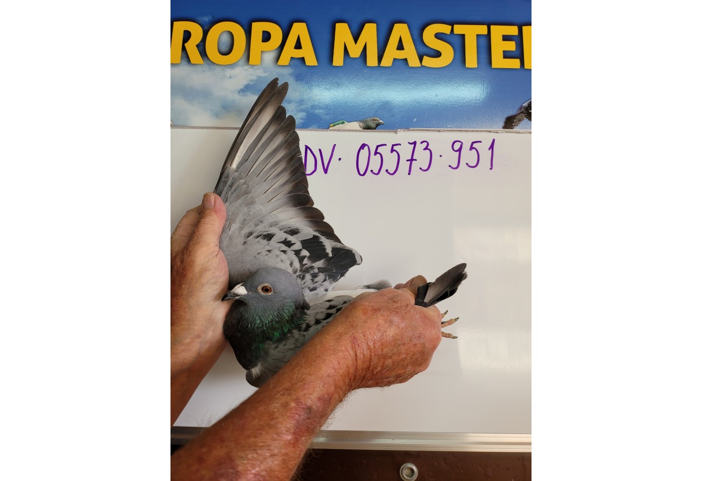 367th place - DV-05573-21-951 - PBC Pigeons