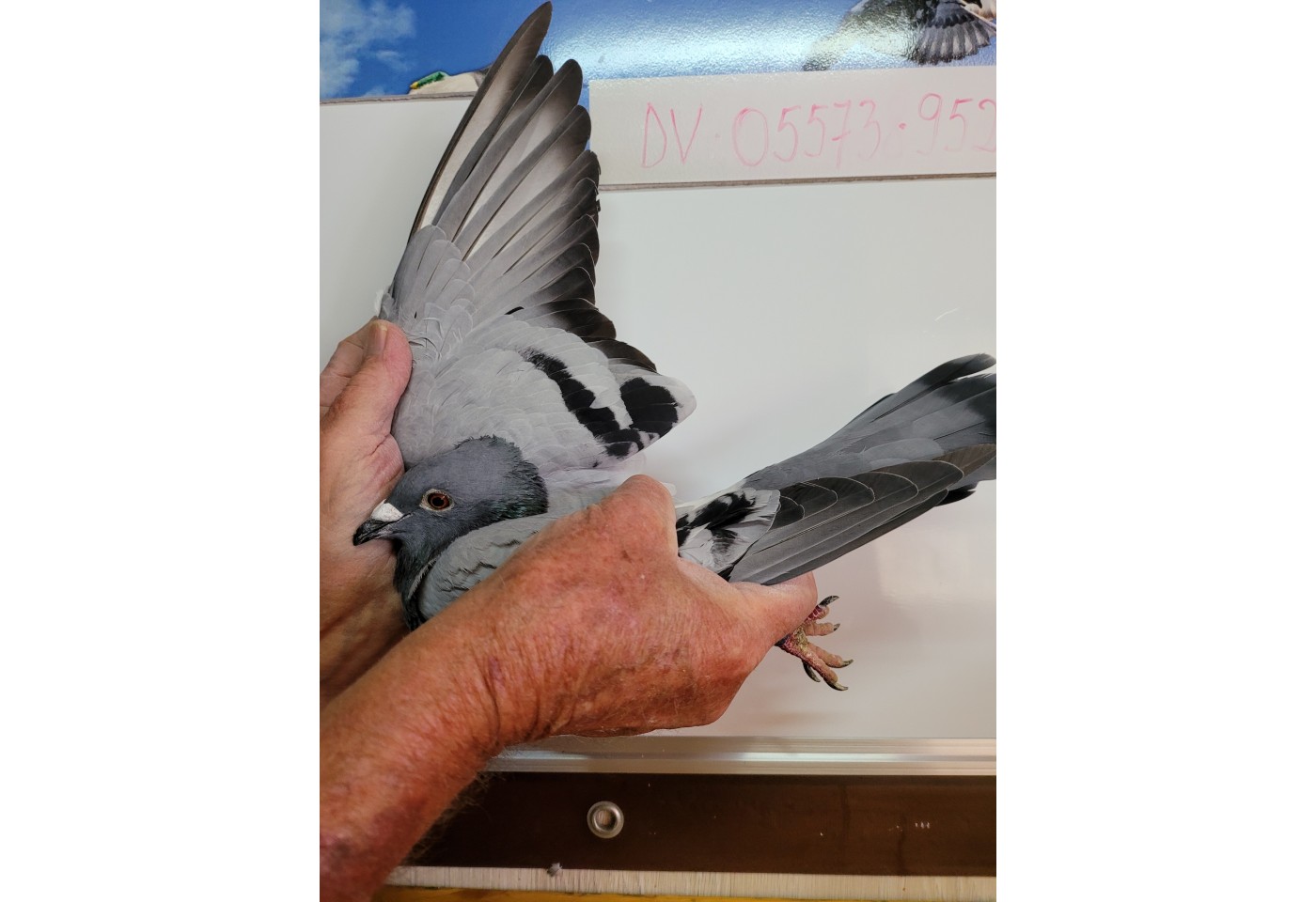 373th place - DV-05573-21-952 - PBC Pigeons