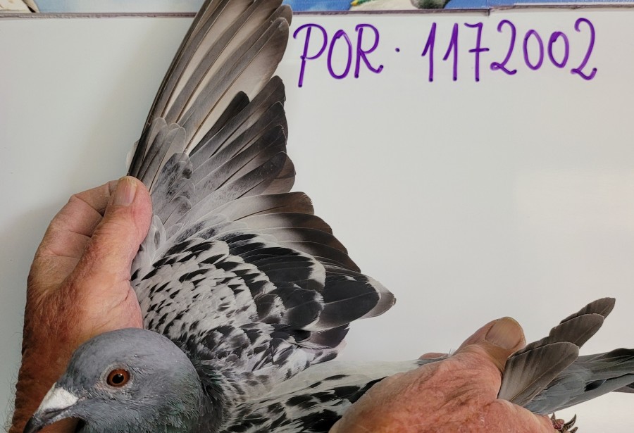 383th place - 1172002-Portugal-21 - Pedro Porto