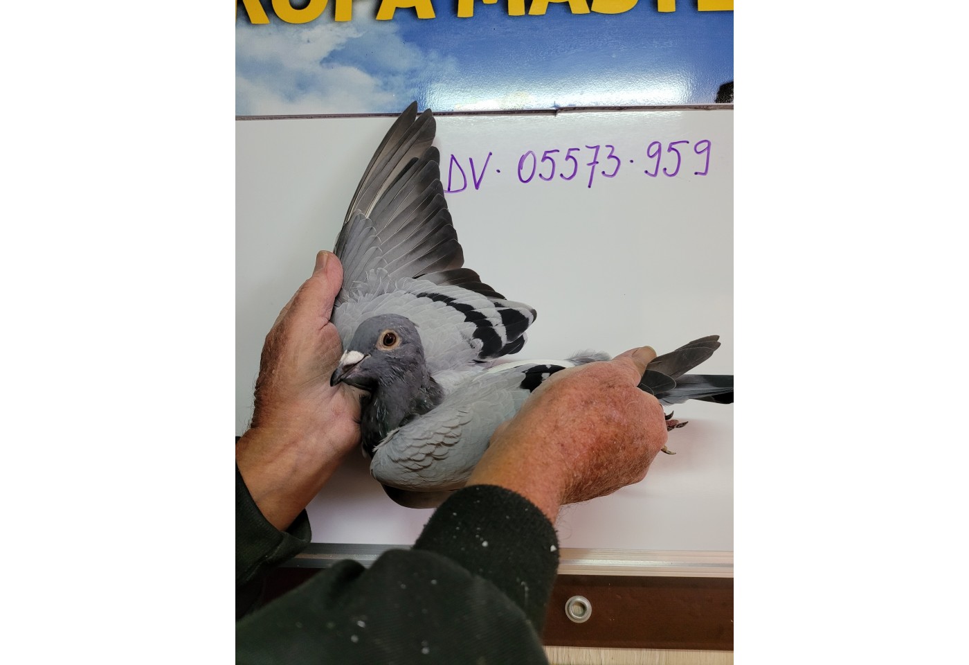 408th place - DV-05573-21-959 - PBC Pigeons