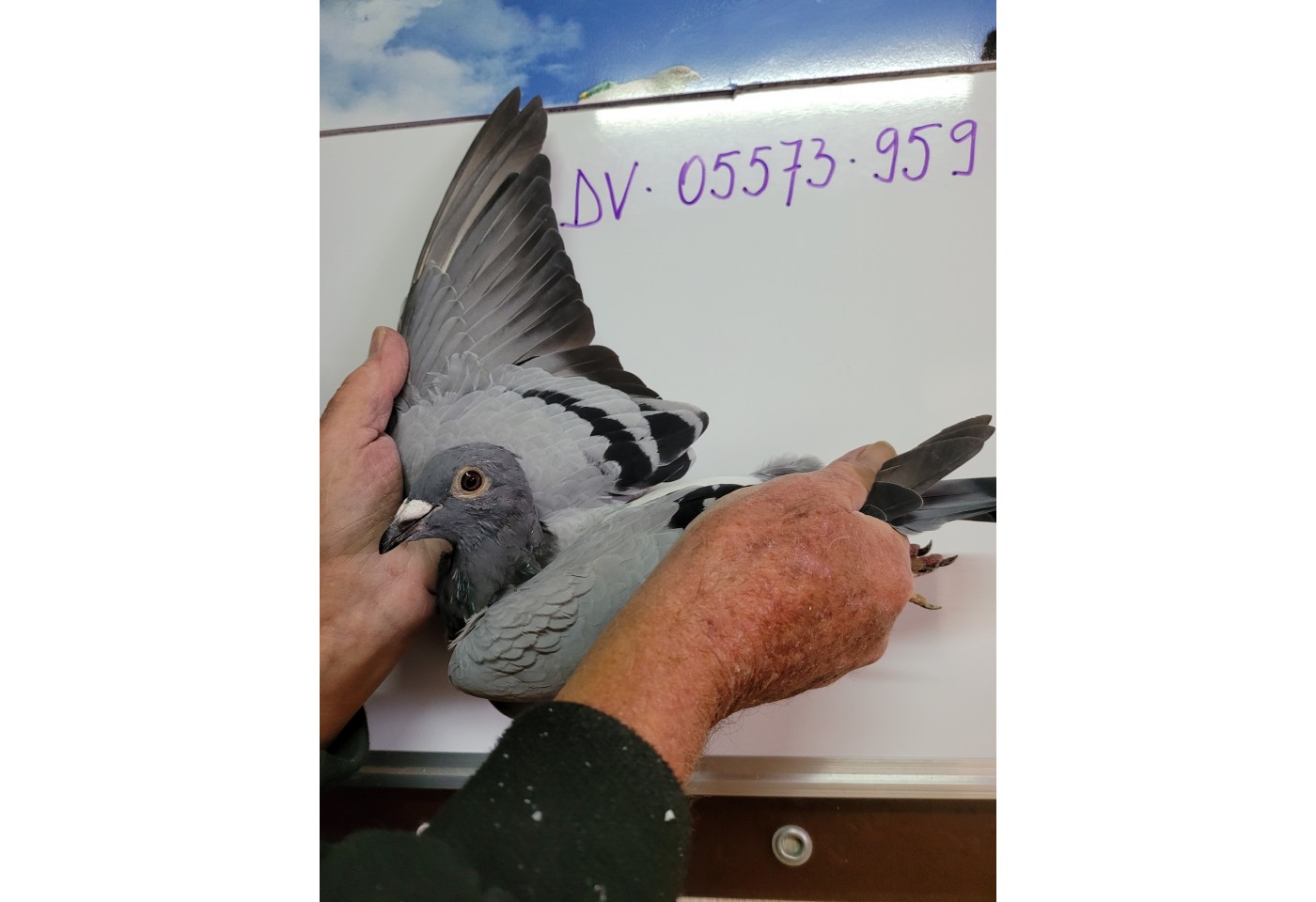 408th place - DV-05573-21-959 - PBC Pigeons