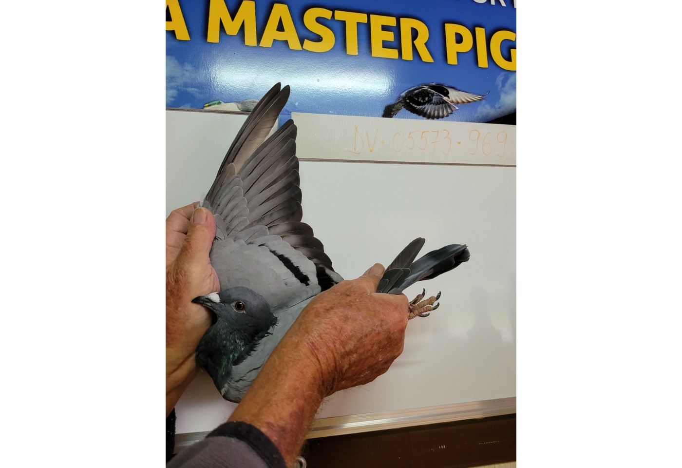 429th place - DV-05573-21-969 - PBC Pigeons