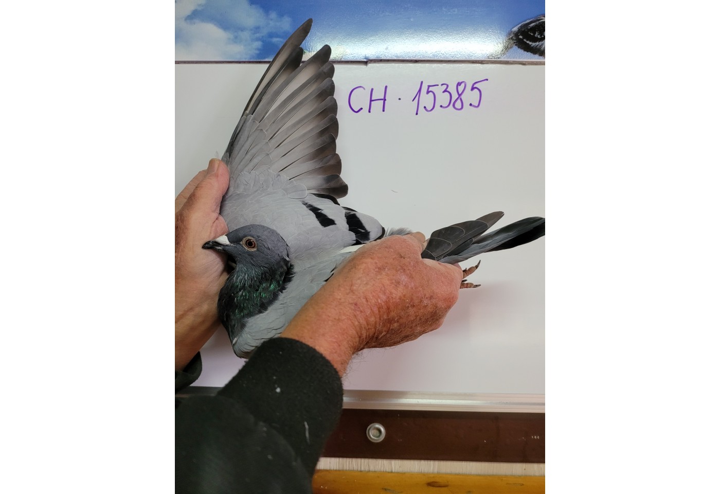 439th place - 15385-CH-21 - Team Bonsemeier