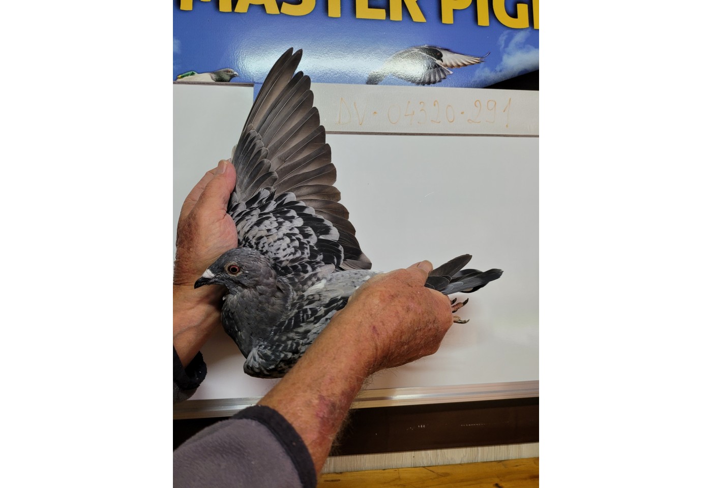 141th place - DV-04320-21-291 - Brieftaubenfreunde OWL