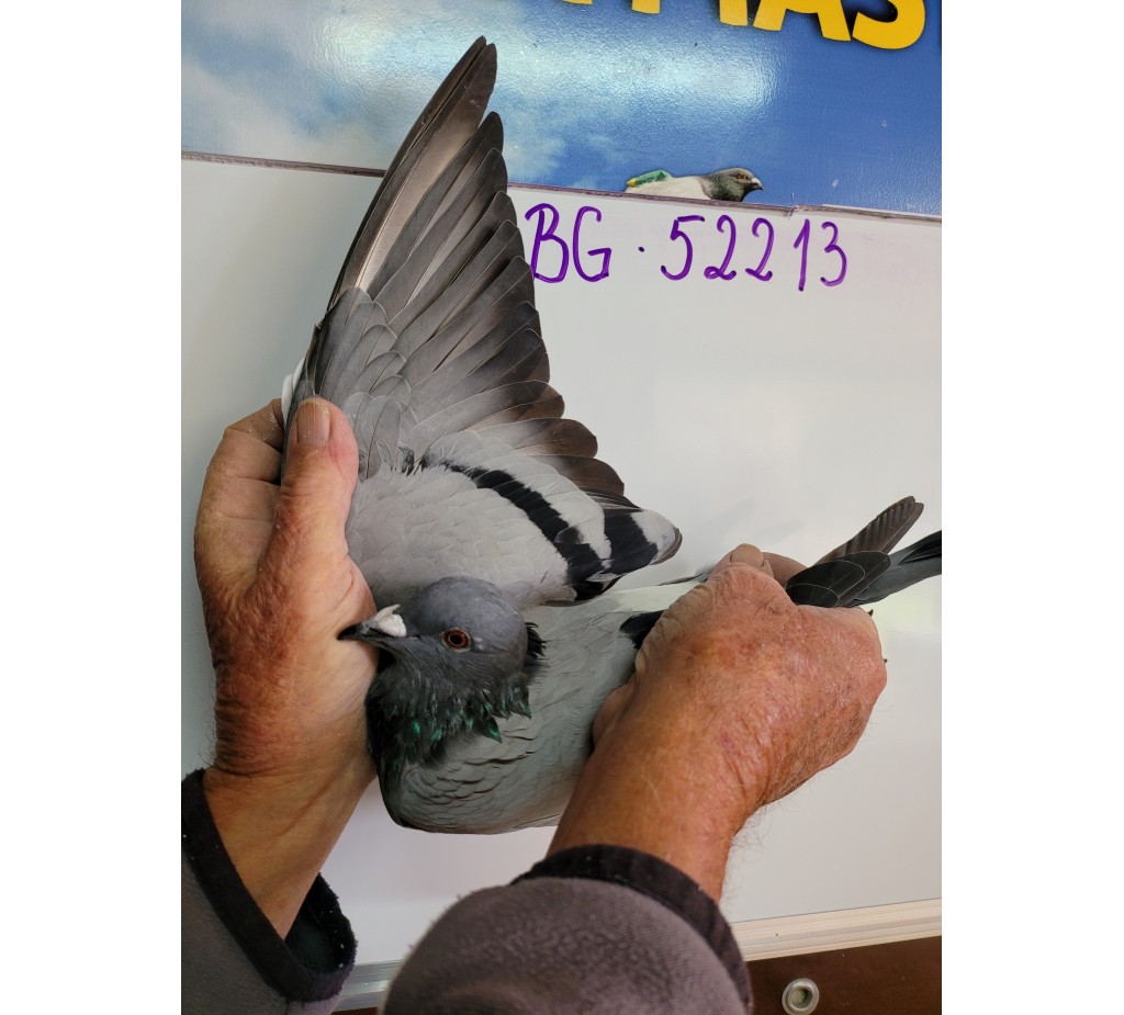 274th place - 52213-BG-21 - Team Savov & Son