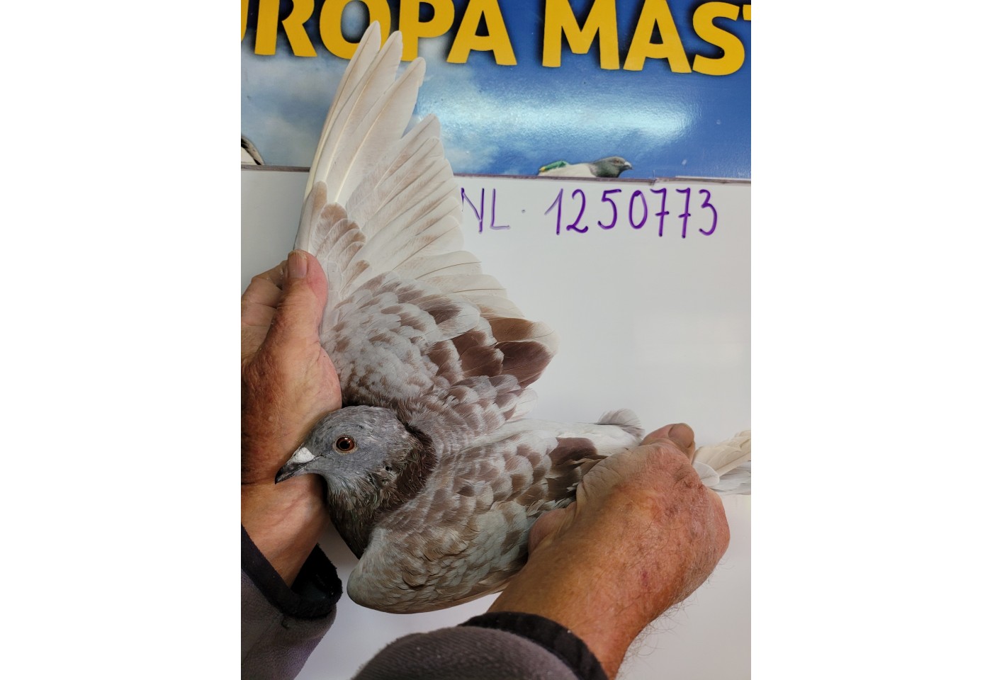 346th place - 1250773-NL-21 - Dr. H. de Weerd Pigeons