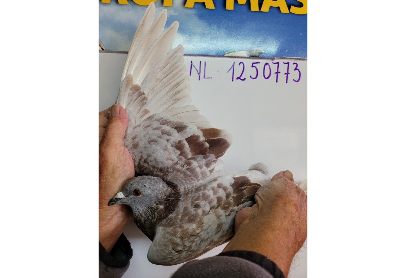 346th place - 1250773-NL-21 - Dr. H. de Weerd Pigeons
