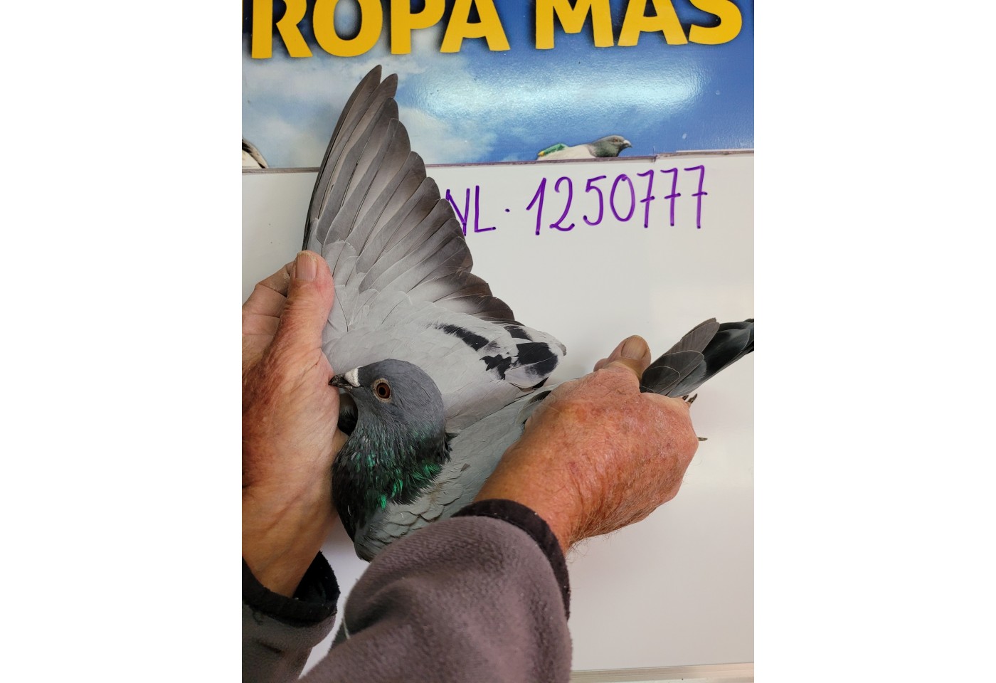 94th place - 1250777-NL-21 - Dr. H. de Weerd Pigeons
