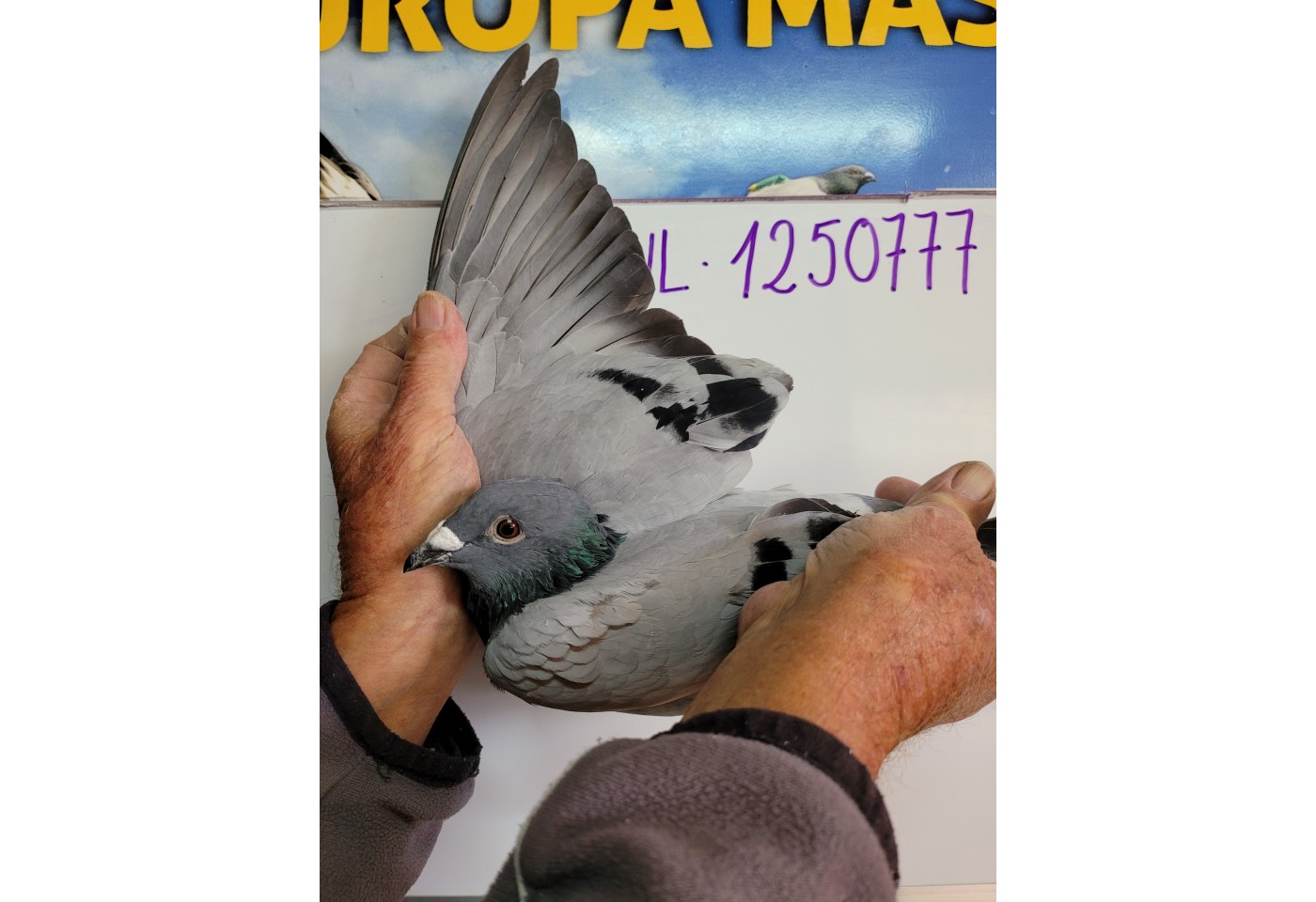94th place - 1250777-NL-21 - Dr. H. de Weerd Pigeons