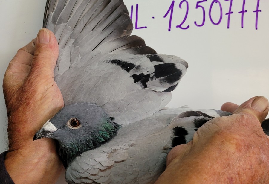 94th place - 1250777-NL-21 - Dr. H. de Weerd Pigeons