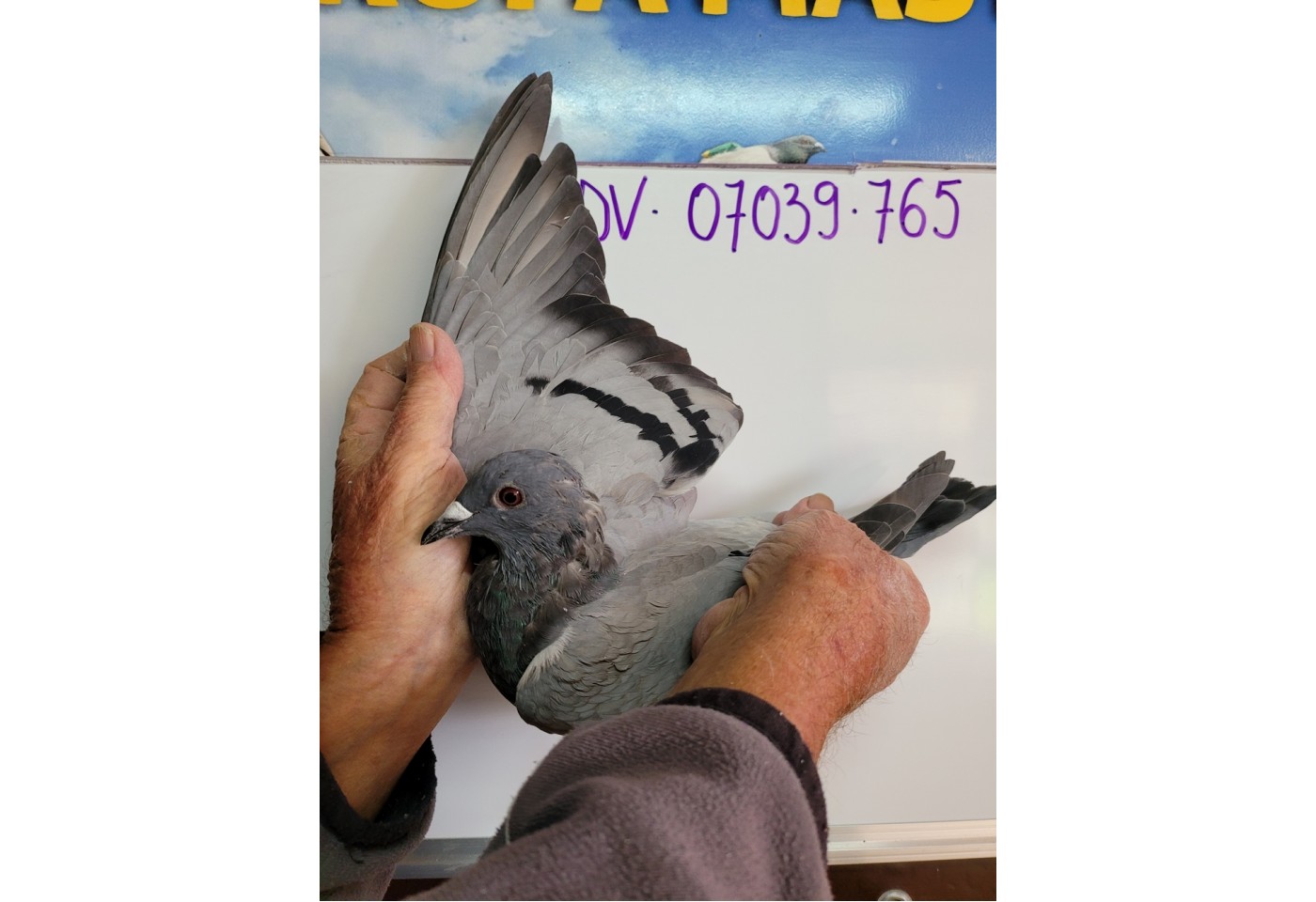 299th place - DV-07039-21-765 - Bernhard Kluber