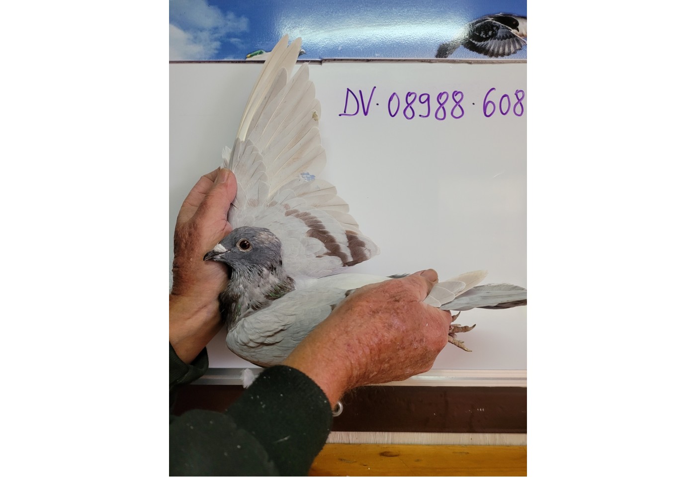 355th place - DV-08988-21-608 - Joe Korte