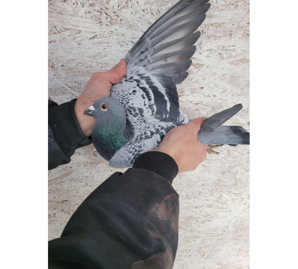 95th place - DV-09999-21-227 - Marquart, H+F