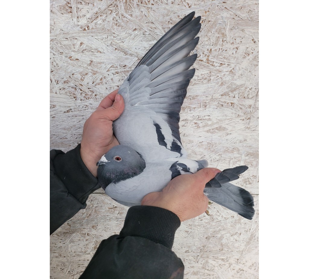 184th place - DV-09999-21-5 - Marquart, H+F