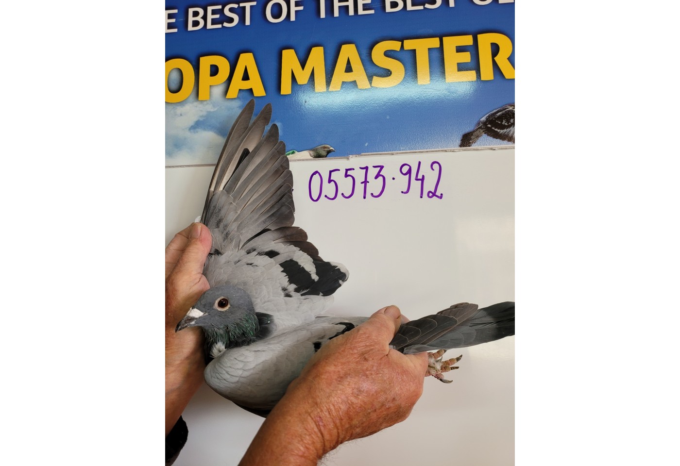 214th place - DV-05573-21-942 - PBC Pigeons