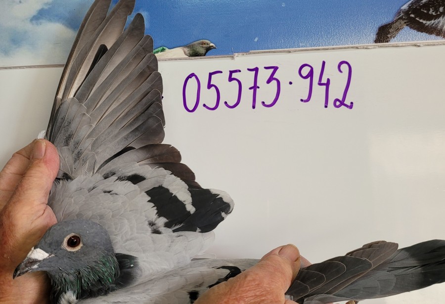 214th place - DV-05573-21-942 - PBC Pigeons