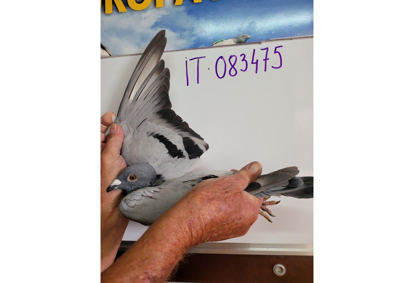 221th place - 083475-IT-21 - Great Loft Pigeon Racing