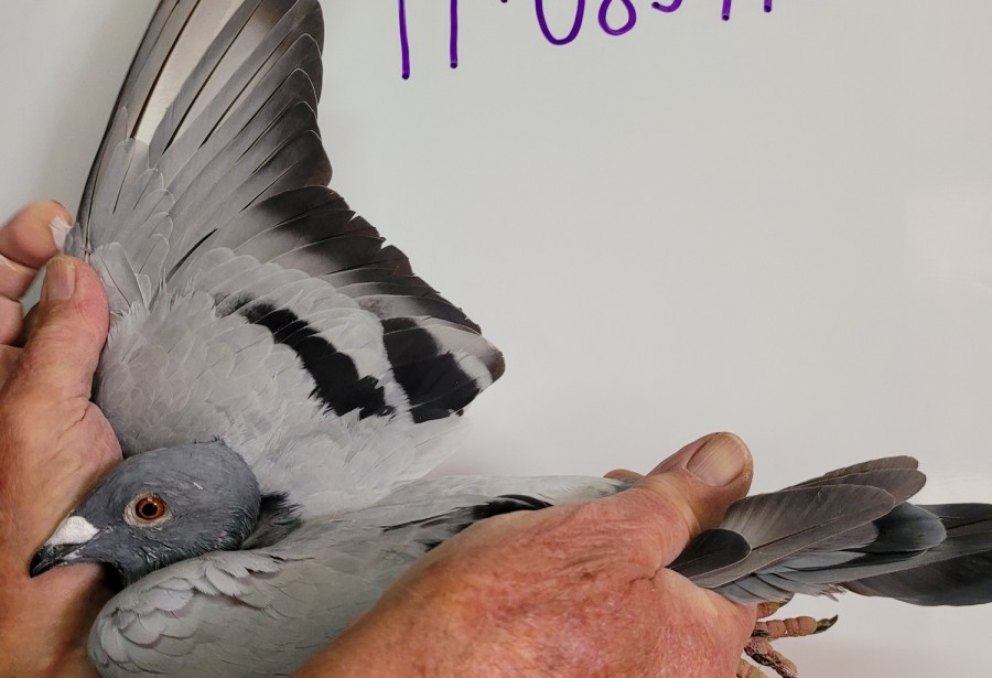 221th place - 083475-IT-21 - Great Loft Pigeon Racing
