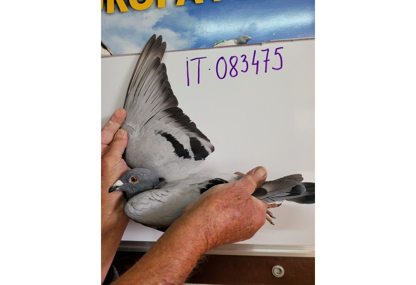 221th place - 083475-IT-21 - Great Loft Pigeon Racing