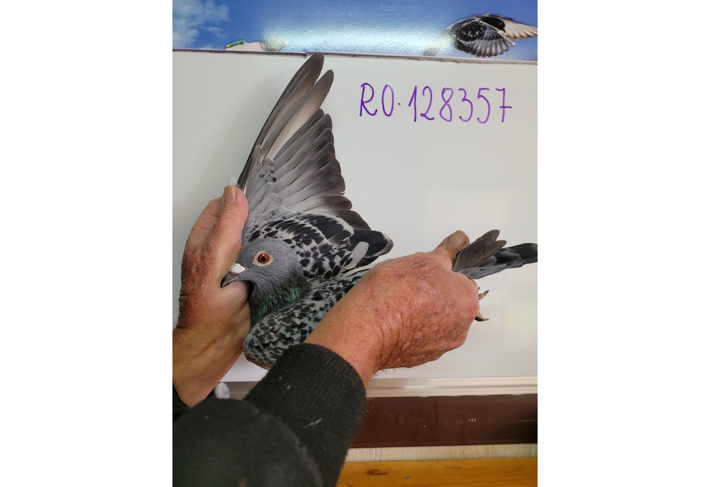 293th place - 128357-RO-21 - Timis & Timis FCI