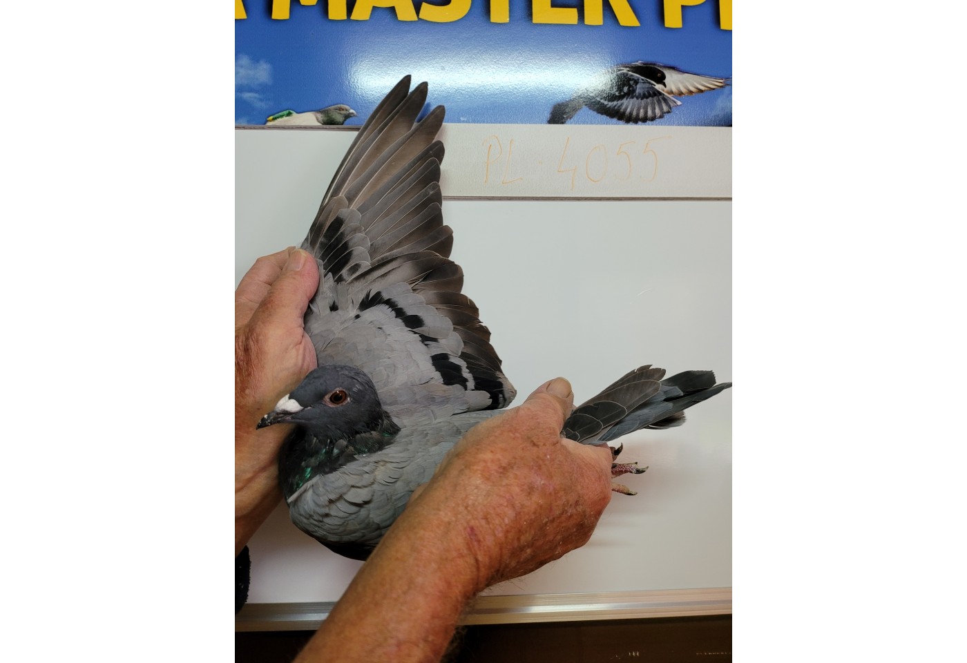 353th place - PL-014-21-4055 - MWG Mazury