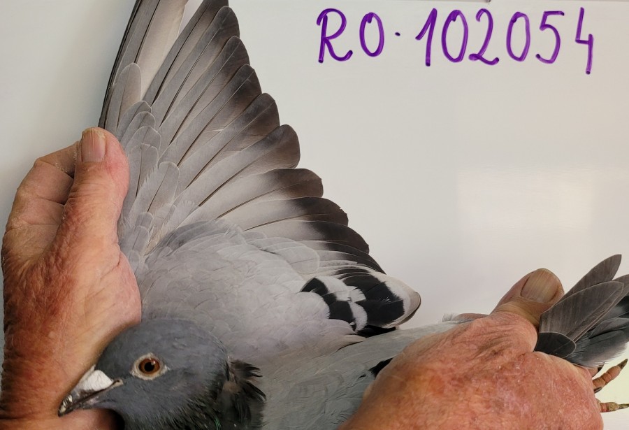 152th place - 102054-RO-21 - Easy Win