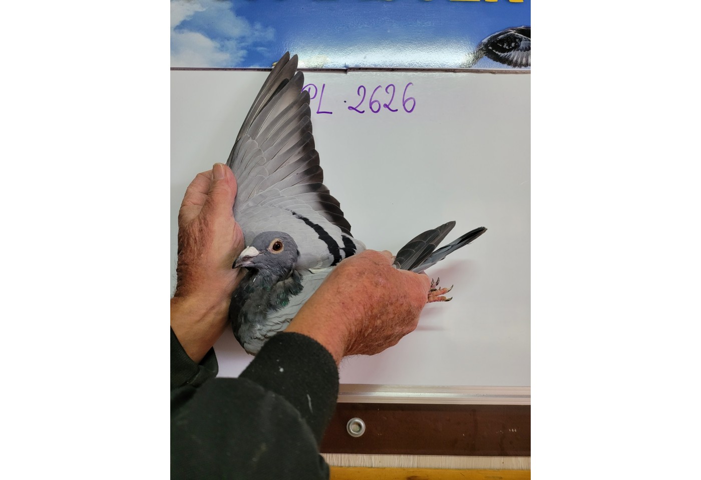 213th place - PL-0193-21-2626 - Jankowski Ireneusz