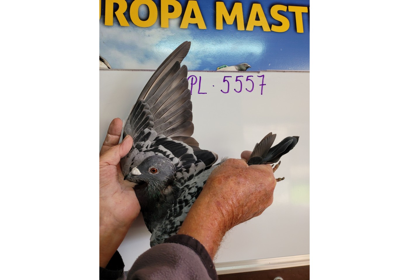 244th place - PL-029-21-5557 - Pulka Dominik