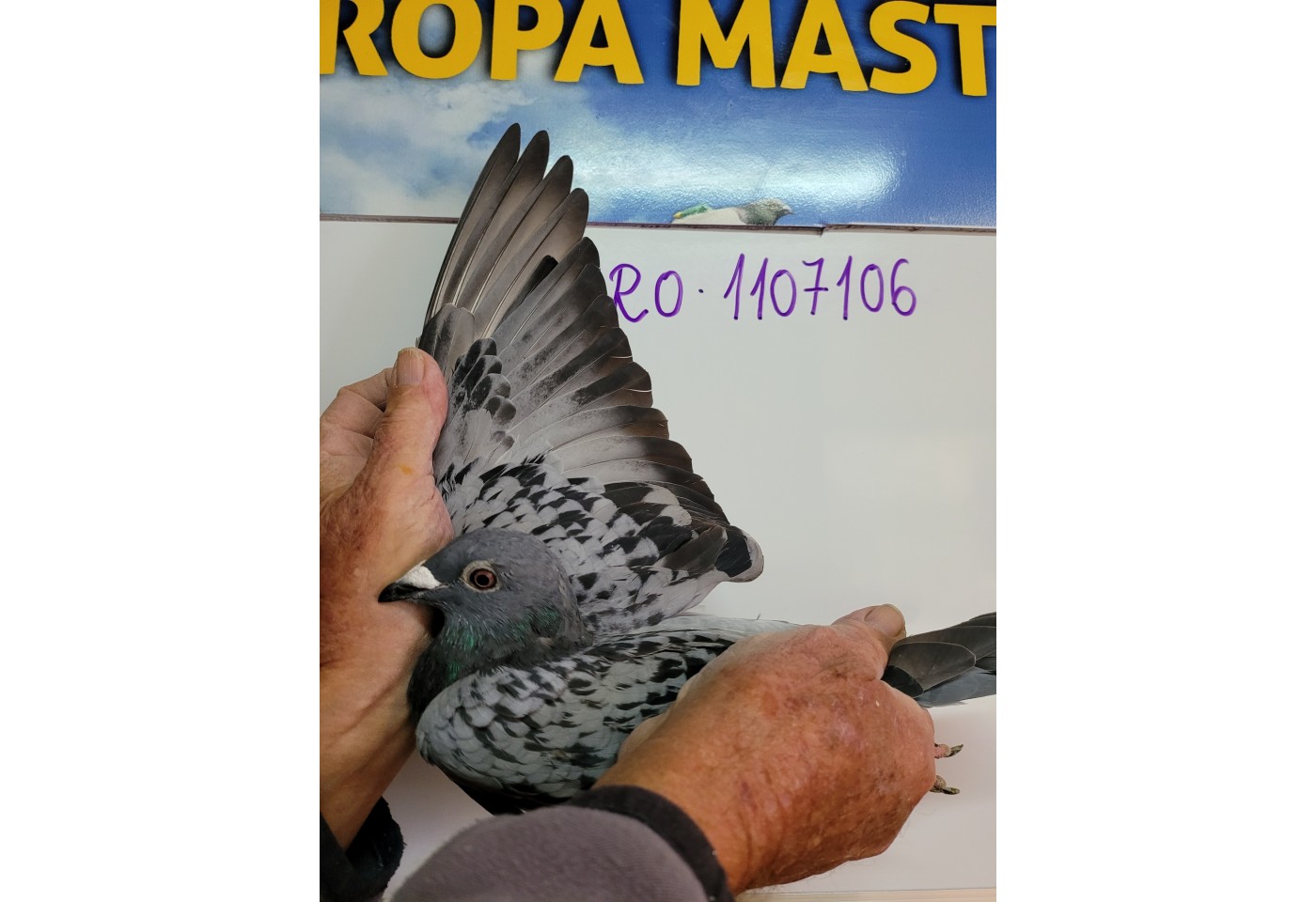 345th place - 1107106-RO-21 - Grigorian + Lazar