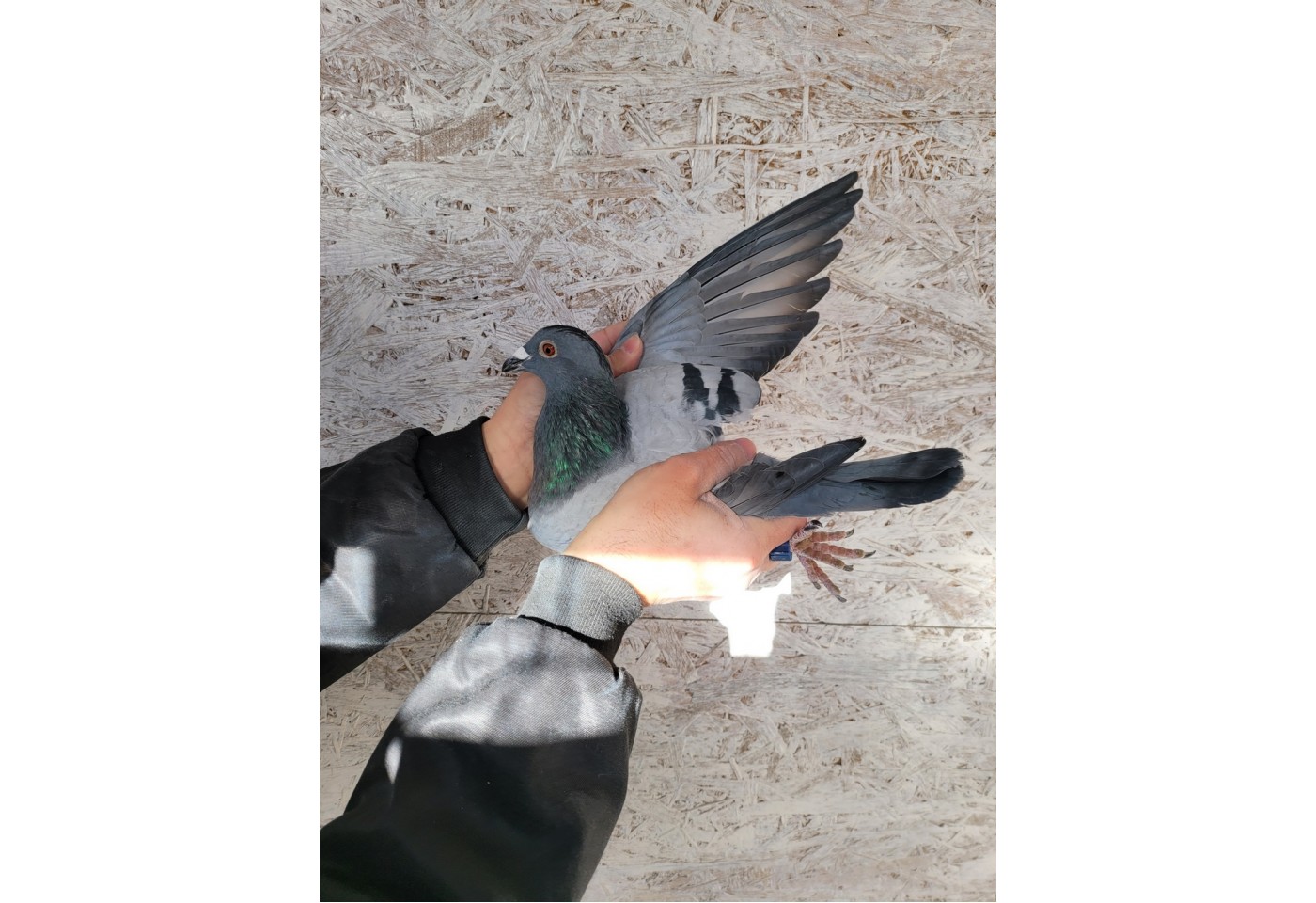 (♀️) 444th place - 1515038-NL-21 - 	Dr. H. de Weerd Pigeons