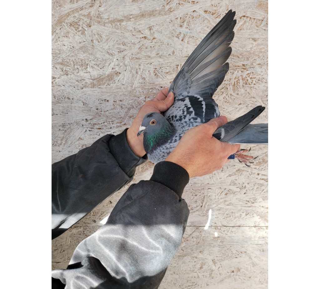 464th place - DV-02503-21-663 - Team Staffel/Wesch