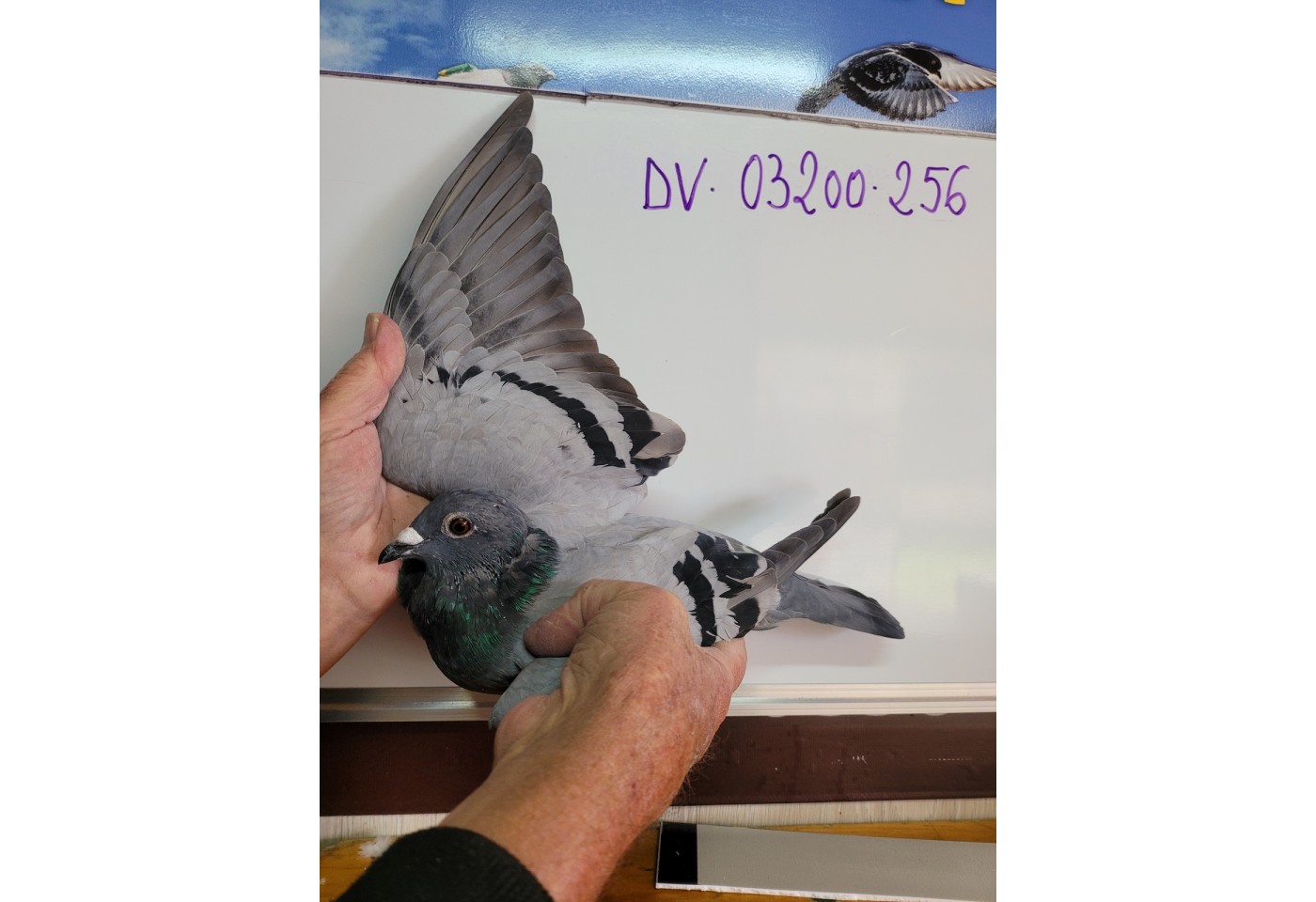 103th place - DV-03200-21-256 - SG Grothe/Nixdorf
