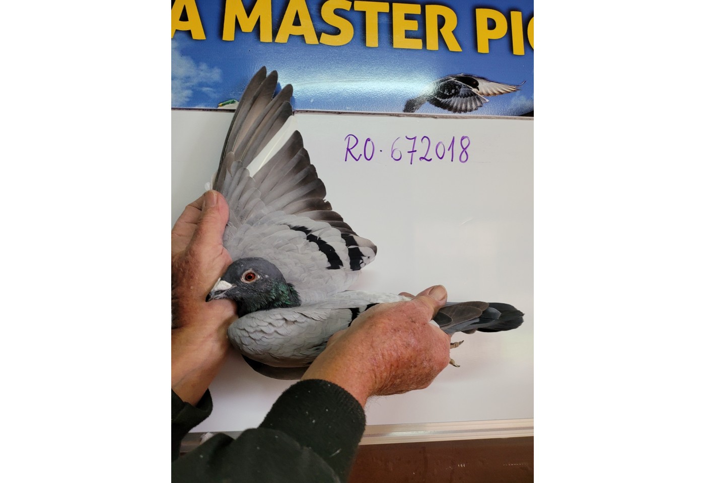 121th place - 672018-RO-21 -  Team Myloft.ro B